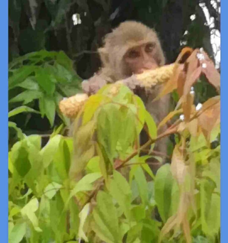 Screenshot_20200819-203133_Adblock Browser_compress95