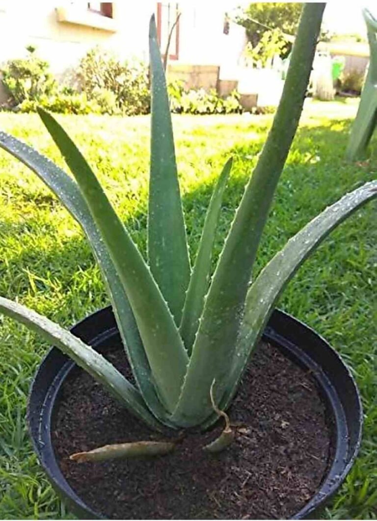 Screenshot_20200927_223408_com.flipkart.android-01_compress89