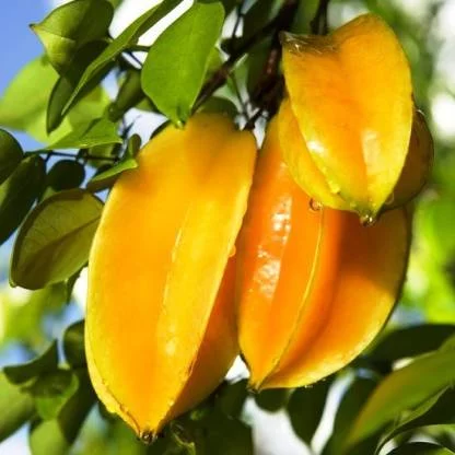star fruit kamrak