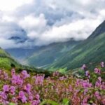 valley of flowers