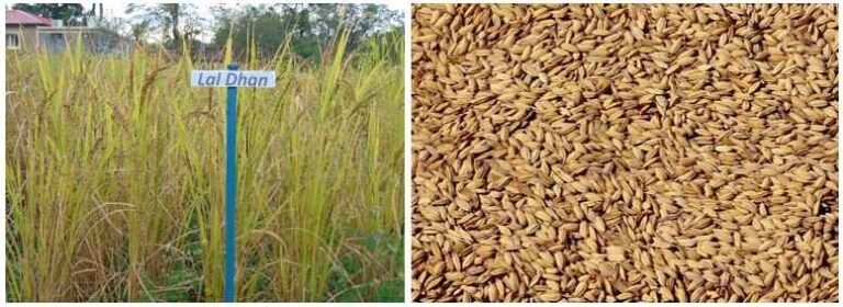 WhatsApp Image 2025-08-26 at 18.10.24_11zon